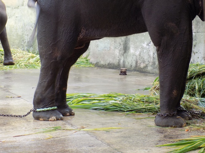 Scorpion Insists Wildlife Authority to End Cruelty to Elephants in Yogyakarta (October 31, 2016)